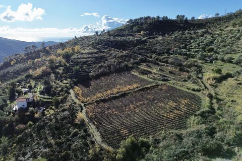 Helårsgrund i Perinaldo, Imperia, Perinaldo - € 275.000 | Ref: T220-840721 - foto 13