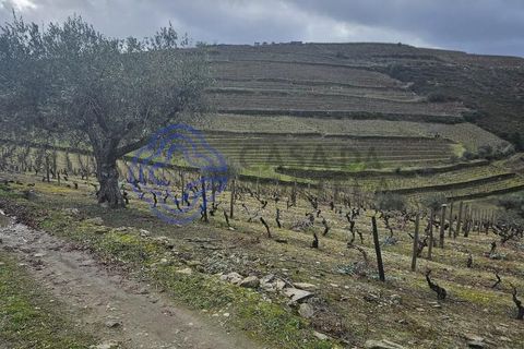 Helårsgrund i Murca, Vila Real, Murca - € 80.000 | Ref: 1121011 - foto 8