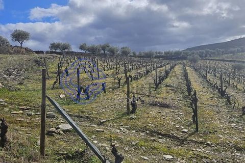 Helårsgrund i Murca, Vila Real, Murca - € 80.000 | Ref: 1121011 - foto 14