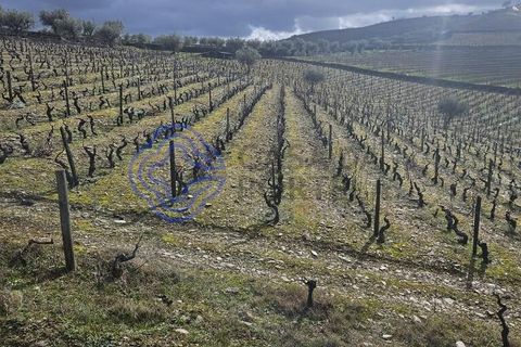 Helårsgrund i Murca, Vila Real, Murca - € 80.000 | Ref: 1121011 - foto 16