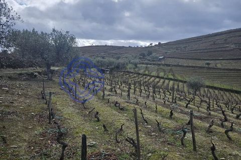 Helårsgrund i Murca, Vila Real, Murca - € 80.000 | Ref: 1121011 - foto 21