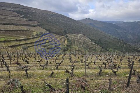 Helårsgrund i Murca, Vila Real, Murca - € 80.000 | Ref: 1121011 - foto 25