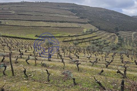 Helårsgrund i Murca, Vila Real, Murca - € 80.000 | Ref: 1121011 - foto 26