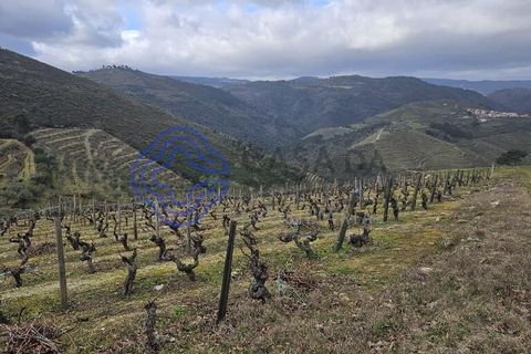 Helårsgrund i Murca, Vila Real, Murca - € 80.000 | Ref: 1121011 - foto 27