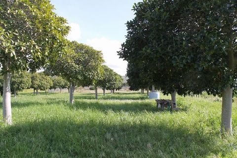 Terra a Siculiana, Agrigento, Siculiana - € 200.000 | Ref: Land Casola - foto 4