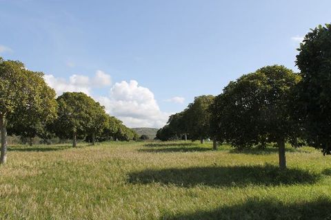 Terra a Siculiana, Agrigento, Siculiana - € 200.000 | Ref: Land Casola - foto 18