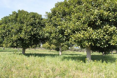 Terra a Siculiana, Agrigento, Siculiana - € 200.000 | Ref: Land Casola - foto 8