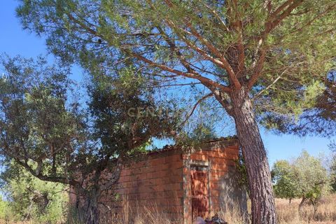 Helårsgrund i Castelo Branco, Castelo Branco, Castelo Branco - € 16.500 | Ref: C0434-01097 - foto 2