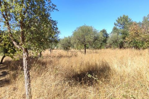 Helårsgrund i Castelo Branco, Castelo Branco, Castelo Branco - € 16.500 | Ref: C0434-01097 - foto 7