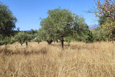 Helårsgrund i Castelo Branco, Castelo Branco, Castelo Branco - € 16.500 | Ref: C0434-01097 - foto 12