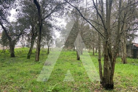 Terra a Fermentelos, Aveiro, Fermentelos - € 49.500 | Ref: 1051389/26 OB - foto 4