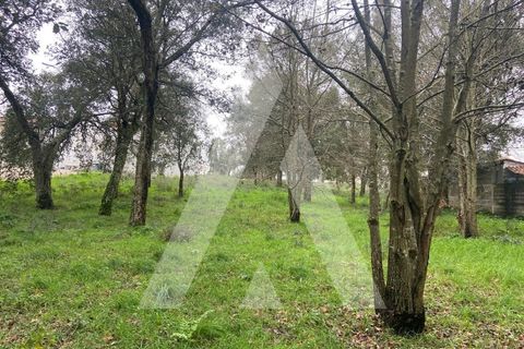 Terra a Fermentelos, Aveiro, Fermentelos - € 49.500 | Ref: 1051389/26 OB - foto 13