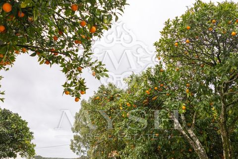 Villa i Chamusca, Santarem, Chamusca - € 260.000 | Ref: 777-19 - foto 30