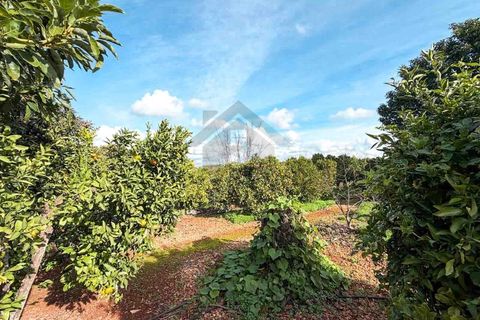 Farm i Silves, Faro, Silves - € 650.000 | Ref: NU_5919 - foto 28