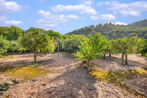 Finca i Soller, Mallorca, Soller - € 1.775.000 | Ref: FALC-Nep-61474 - foto 12