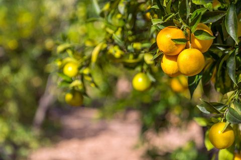 Finca i Soller, Mallorca, Soller - € 1.775.000 | Ref: FALC-Nep-61474 - foto 14