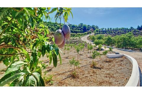 Farm i Velez Malaga, Malaga, Velez Malaga - € 1.150.000 | Ref: VEL015 - foto 35