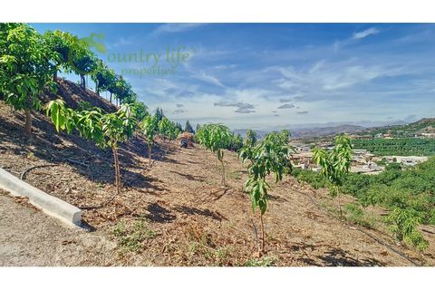 Farm i Velez Malaga, Malaga, Velez Malaga - € 1.150.000 | Ref: VEL015 - foto 36