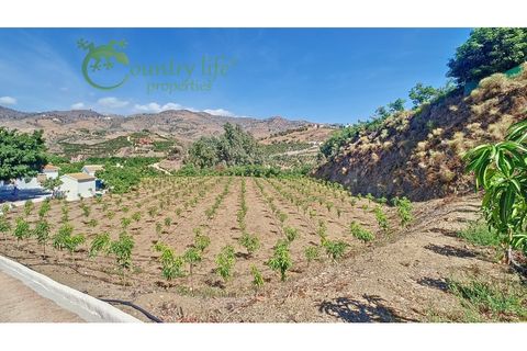 Farm i Velez Malaga, Malaga, Velez Malaga - € 1.150.000 | Ref: VEL015 - foto 37