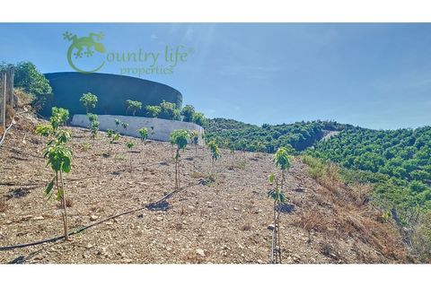 Farm i Velez Malaga, Malaga, Velez Malaga - € 1.150.000 | Ref: VEL015 - foto 40