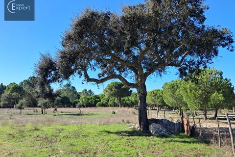 Terra a Torrao, Setubal, Torrao - € 195.000 | Ref: SÒL_188 - foto 16