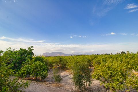 Terra a Albatera, Alicante, Albatera - € 224.000 | Ref: Alba JMP - foto 3