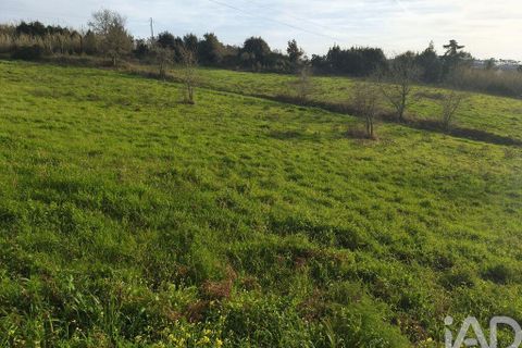 Terra a Alcobaca, Leiria, Alcobaca - € 130.000 | Ref: 799185 - foto 4