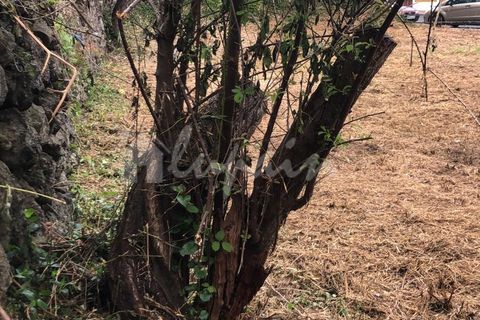 Helårsgrund i El Tanque, Tenerife, El Tanque - € 145.000 | Ref: LP8118 - foto 9