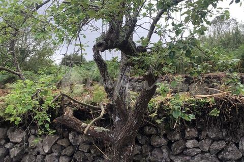 Helårsgrund i El Tanque, Tenerife, El Tanque - € 145.000 | Ref: LP8118 - foto 23