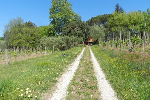 Villa a Montecarlo, Lucca, Montecarlo - € 1.000.000 | Ref: IA02907 - foto 21