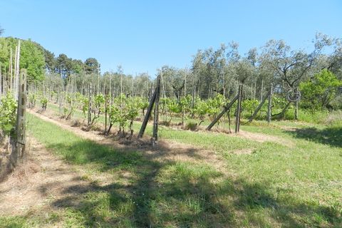 Villa a Montecarlo, Lucca, Montecarlo - € 1.000.000 | Ref: IA02907 - foto 23
