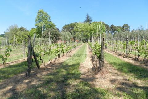 Villa a Montecarlo, Lucca, Montecarlo - € 1.000.000 | Ref: IA02907 - foto 24