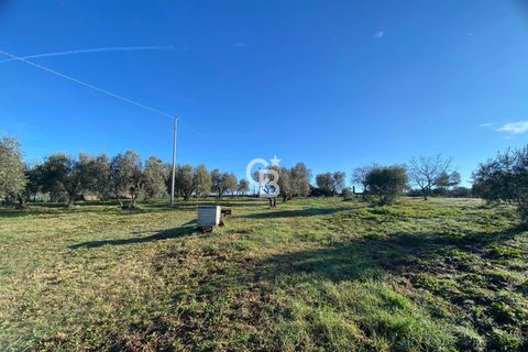 Terra a Viterbo, Viterbo, Viterbo - € 45.000 | Ref: CBI006-960-333048 - foto 8