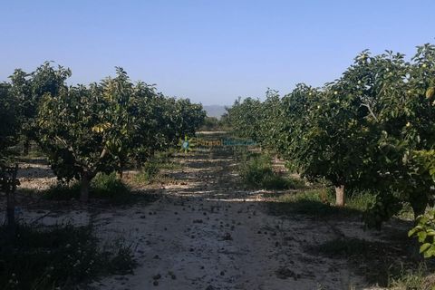 Villa a Albaida, Valencia, Albaida - € 100.000 | Ref: PNVL0038 - foto 14