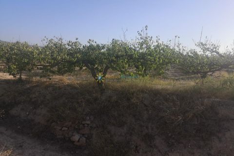 Villa a Albaida, Valencia, Albaida - € 100.000 | Ref: PNVL0038 - foto 12