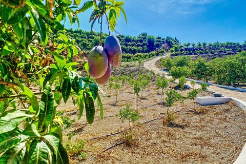 Cortijo i Velez Malaga, Malaga, Velez Malaga - € 1.150.000 | Ref: R5305204 - foto 5