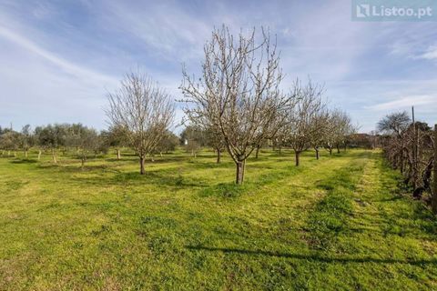Farm hus i Abrantes, Santarem, Abrantes - € 498.000 | Ref: L2025323 - foto 20