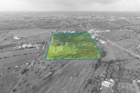Tomt i Santarem, Santarem, Santarem - € 250 000 | Ref: FR1066 - foto 18