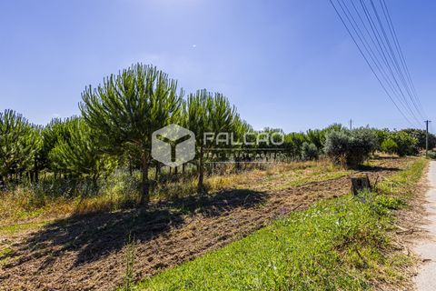 Tomt i Santarem, Santarem, Santarem - € 250 000 | Ref: FR1066 - foto 2