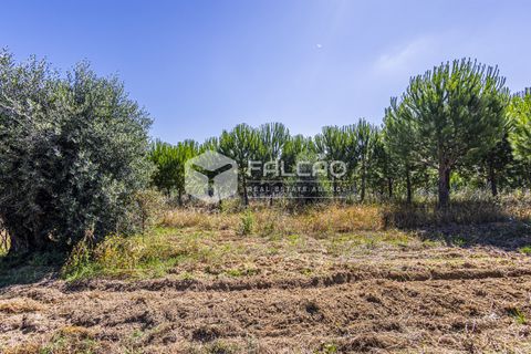 Tomt i Santarem, Santarem, Santarem - € 250 000 | Ref: FR1066 - foto 3