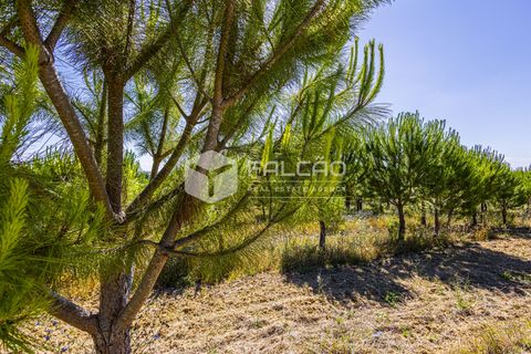 Tomt i Santarem, Santarem, Santarem - € 250 000 | Ref: FR1066 - foto 8