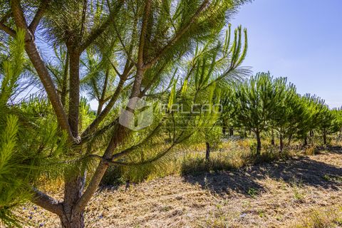Tomt i Santarem, Santarem, Santarem - € 250 000 | Ref: FR1066 - foto 9