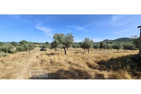 Terra a Aranhas, Castelo Branco, Aranhas - € 59.900 | Ref: TER_242RSKWPT-026451 - foto 2