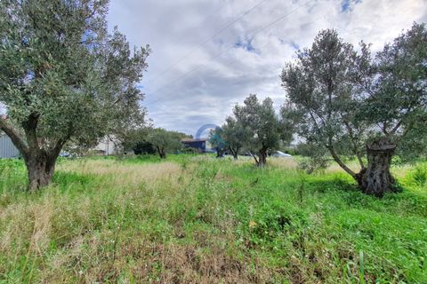Tomt i Catanzaro, Catanzaro, Catanzaro - € 65 000 | Ref: CZ-906 - foto 10
