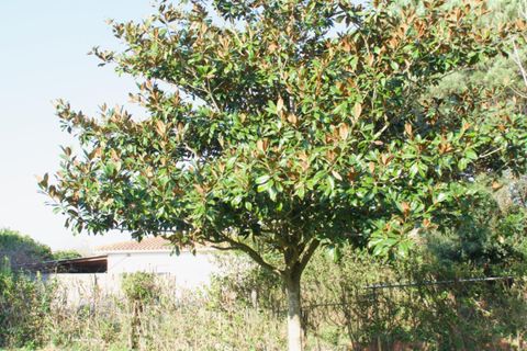Terra a Laredo, Cantabria, Laredo - € 225.000 | Ref: EXP12535/8930 - foto 7