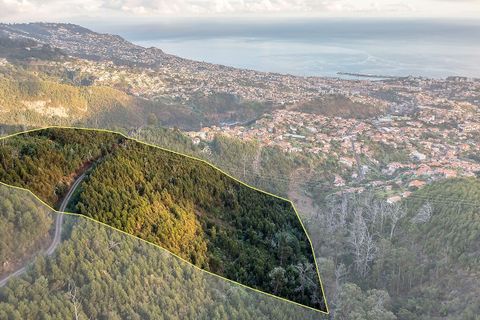 Helårsgrund i Sao Roque, Madeira, Sao Roque - € 130.000 | Ref: 123511227-233 - foto 2