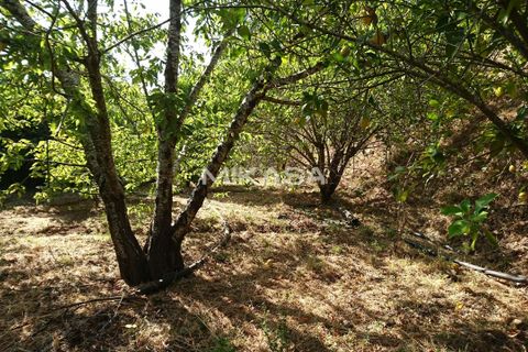 Villa i Monchique, Faro, Monchique - € 140.000 | Ref: M178 - foto 19