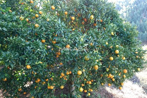 Villa i Monchique, Faro, Monchique - € 140.000 | Ref: M178 - foto 21