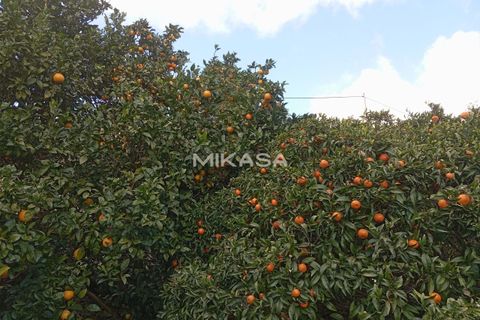 Villa i Monchique, Faro, Monchique - € 140.000 | Ref: M178 - foto 27