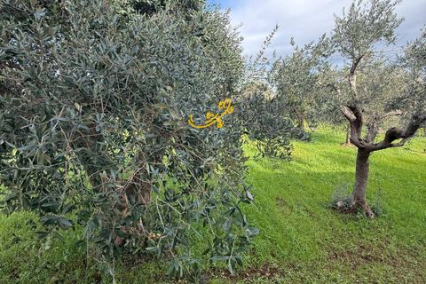 Villa i Monopoli, Bari, Monopoli - € 260.000 | Ref: R 541 - foto 21